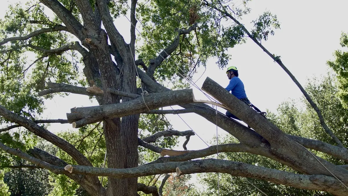 Professional Crown Thinning performed by certified arborists in Kite